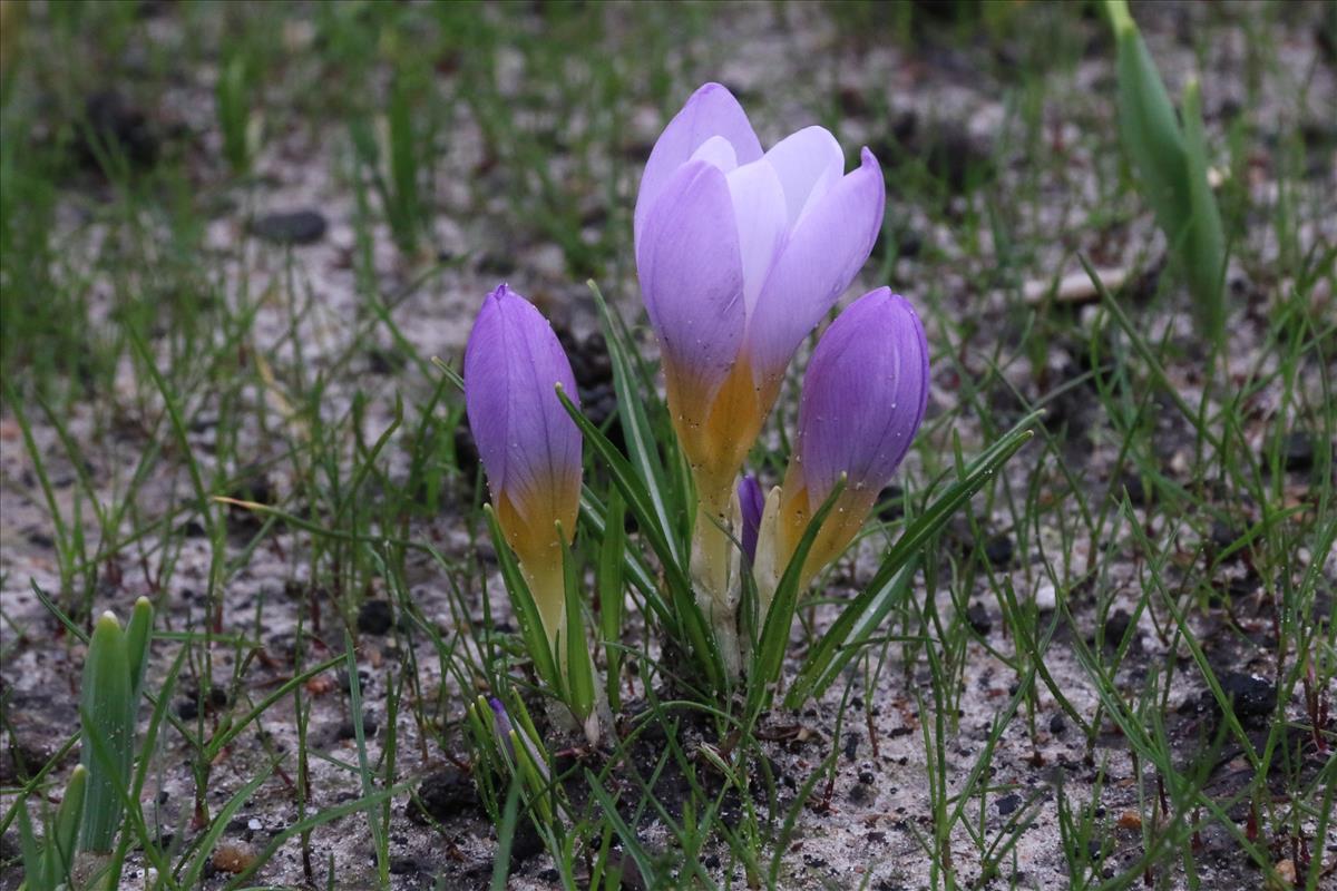 Crocus sieberi (door Willem Braam)