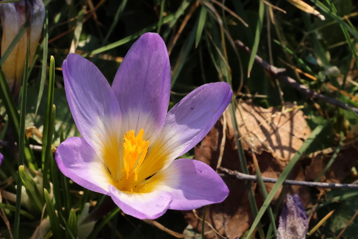 Crocus sieberi (door Willem Braam)
