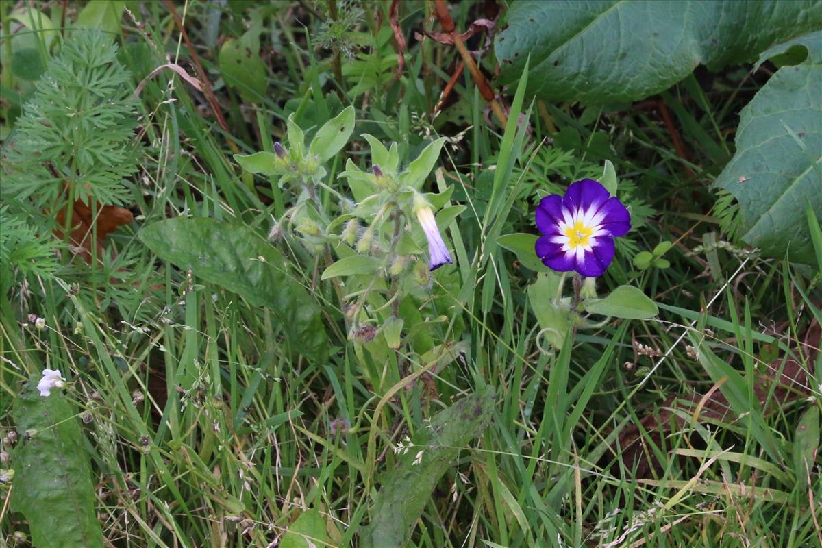 Convolvulus tricolor (door Willem Braam)