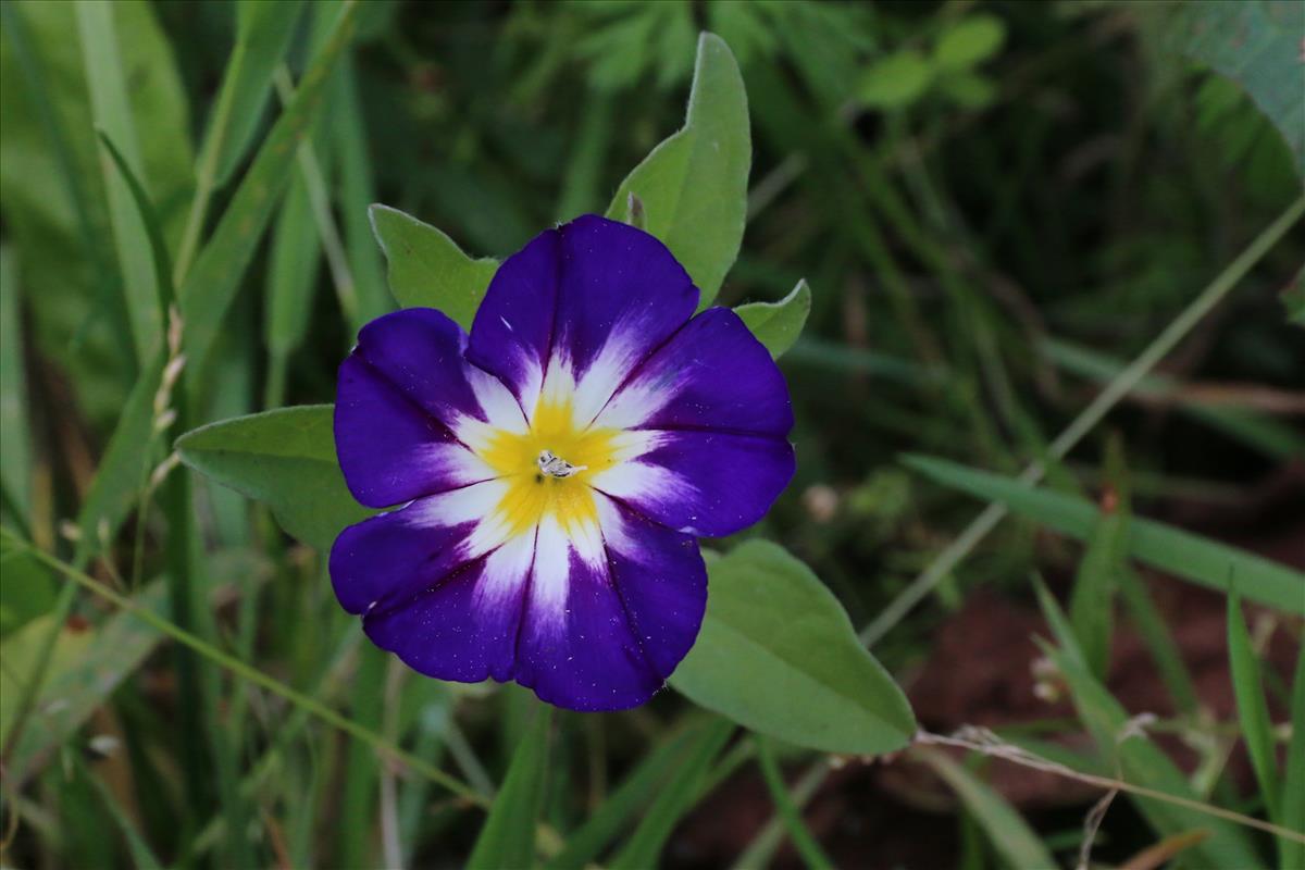 Convolvulus tricolor (door Willem Braam)