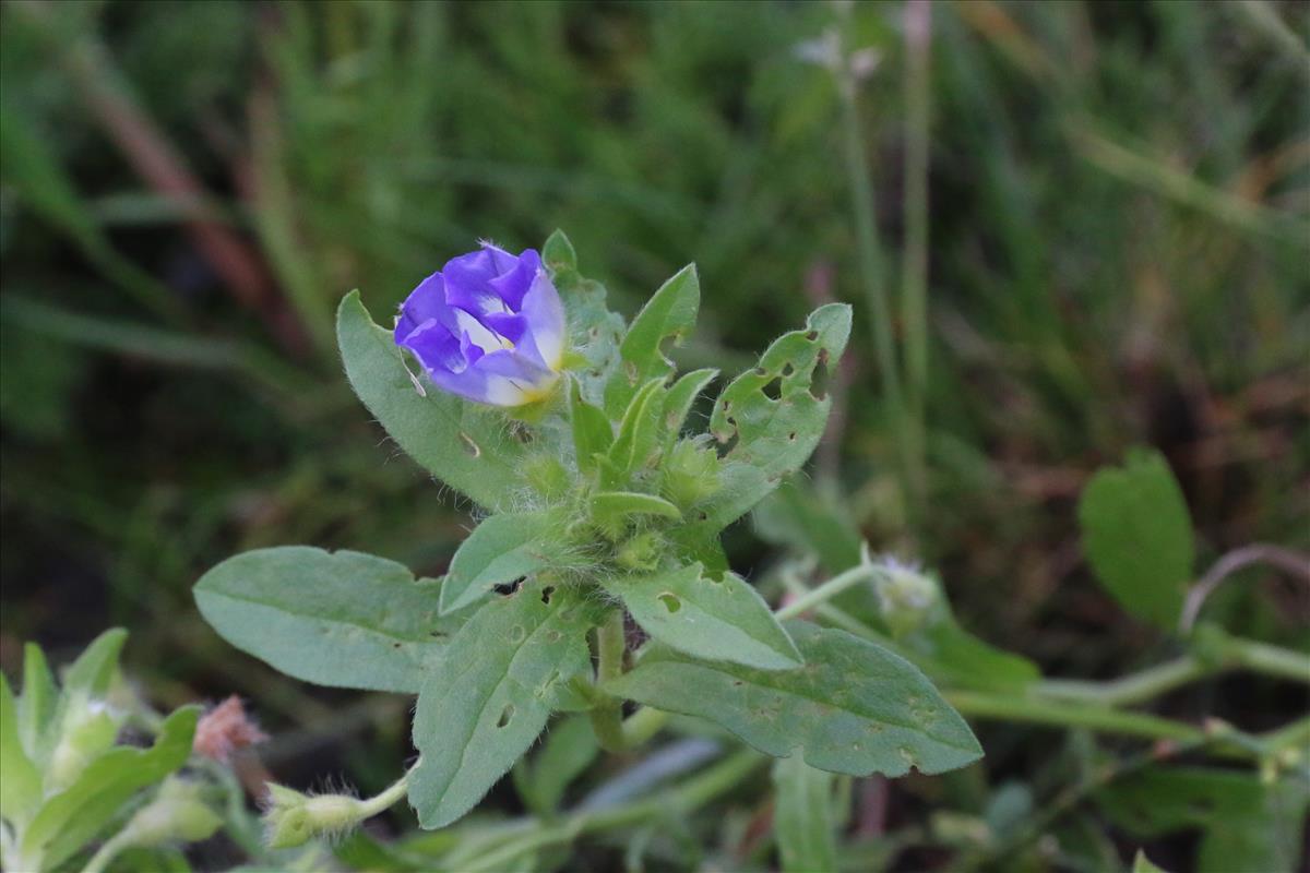 Convolvulus tricolor (door Willem Braam)