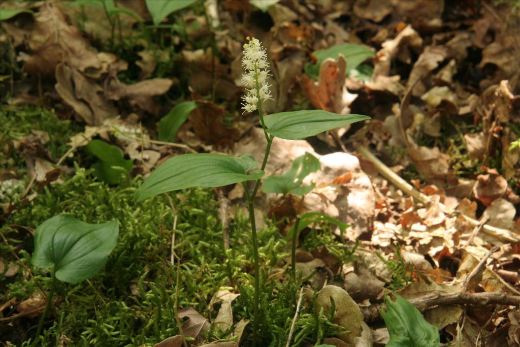 Maianthemum bifolium (door Willem Braam)