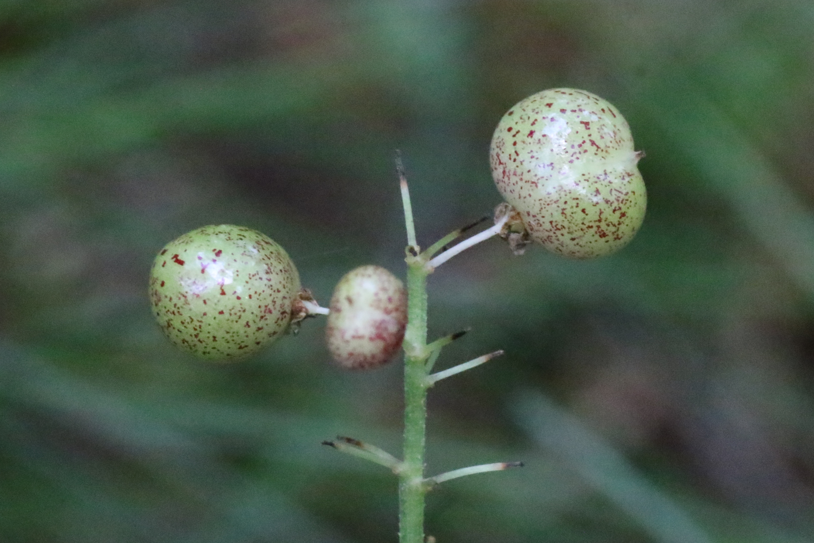 Maianthemum bifolium (door Willem Braam)