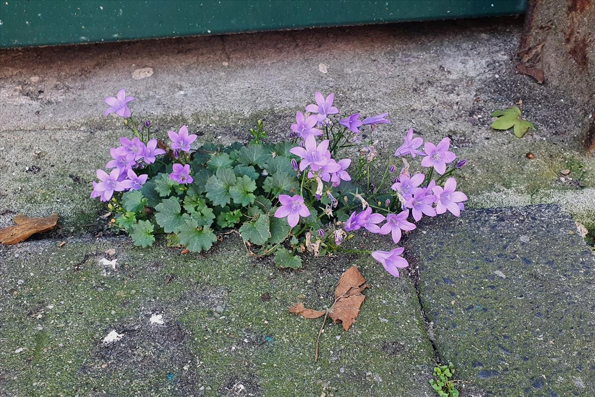 Campanula portenschlagiana (door Willem Braam)