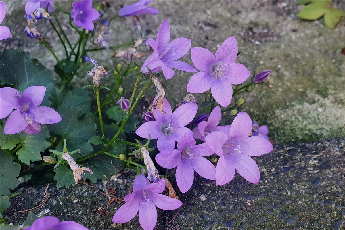 Campanula portenschlagiana (door Willem Braam)