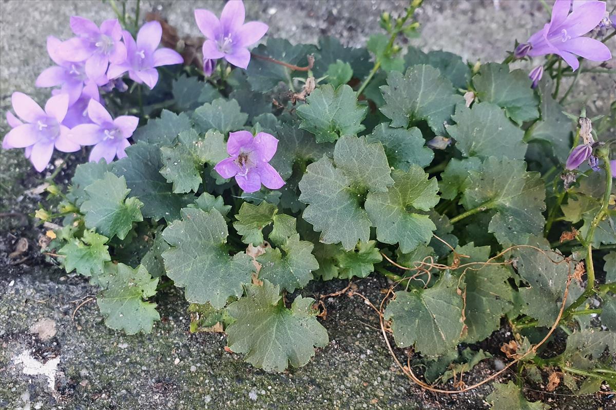 Campanula portenschlagiana (door Willem Braam)