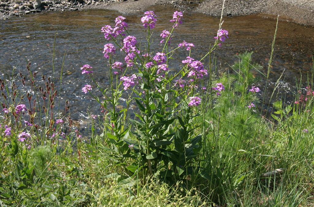 Hesperis matronalis (door Willem Braam)