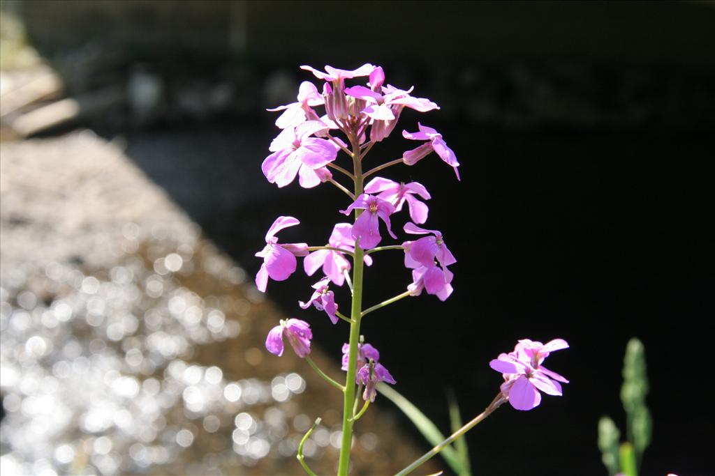 Hesperis matronalis (door Willem Braam)