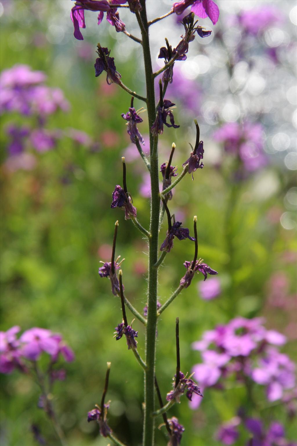 Hesperis matronalis (door Willem Braam)