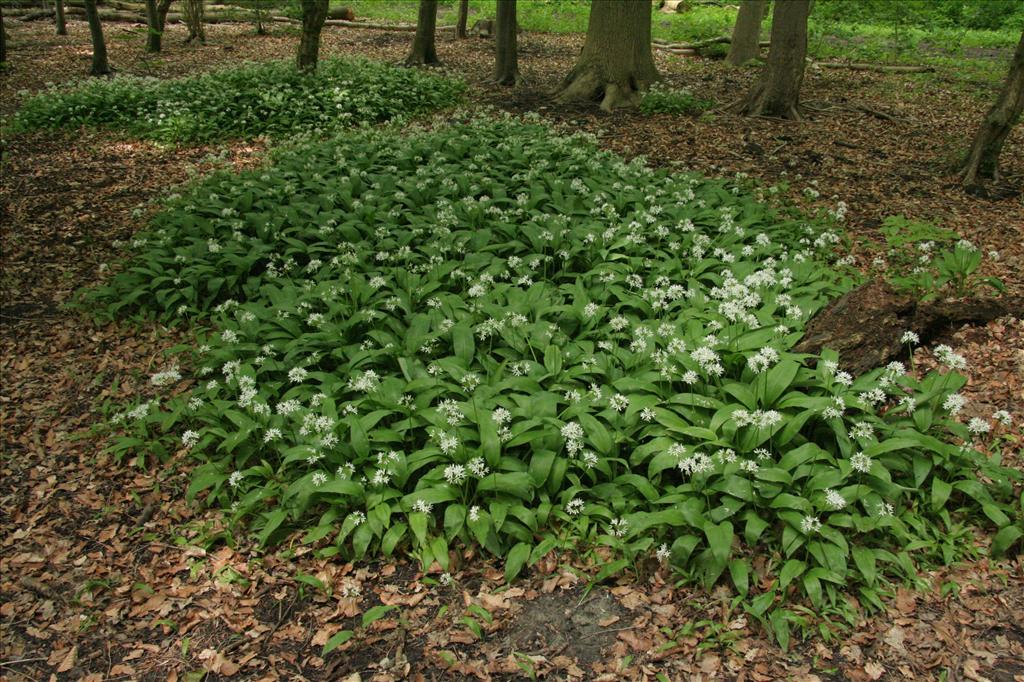 Allium ursinum (door Willem Braam)