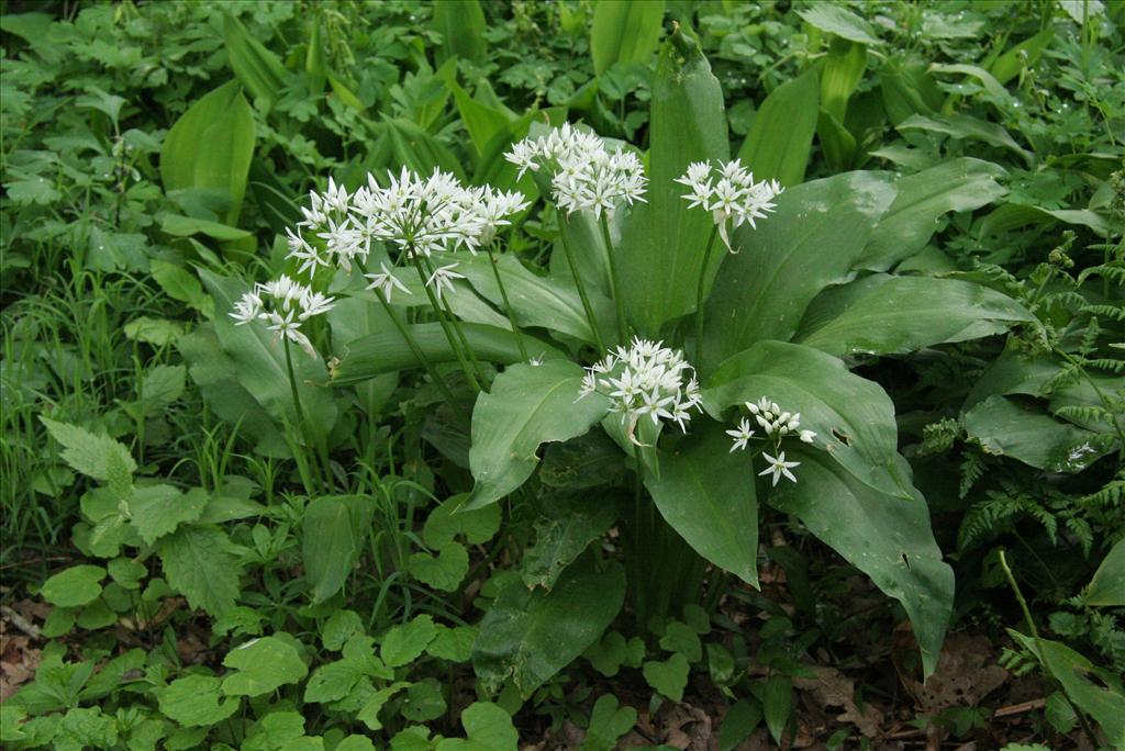 Allium ursinum (door Willem Braam)