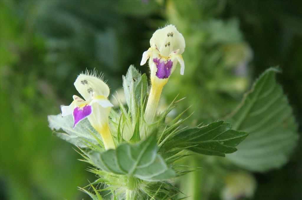 Galeopsis speciosa (door Willem Braam)