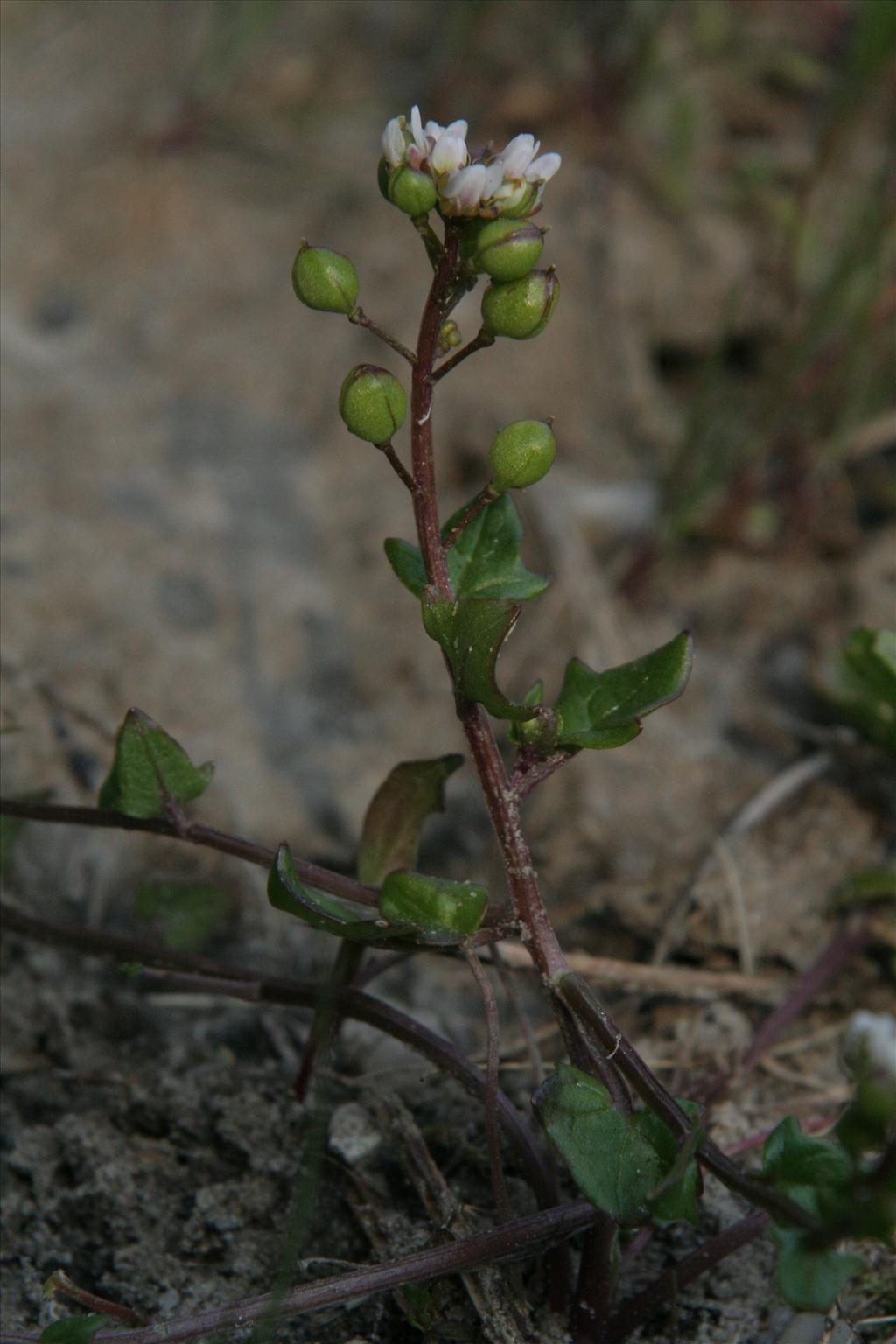 Cochlearia danica (door Willem Braam)