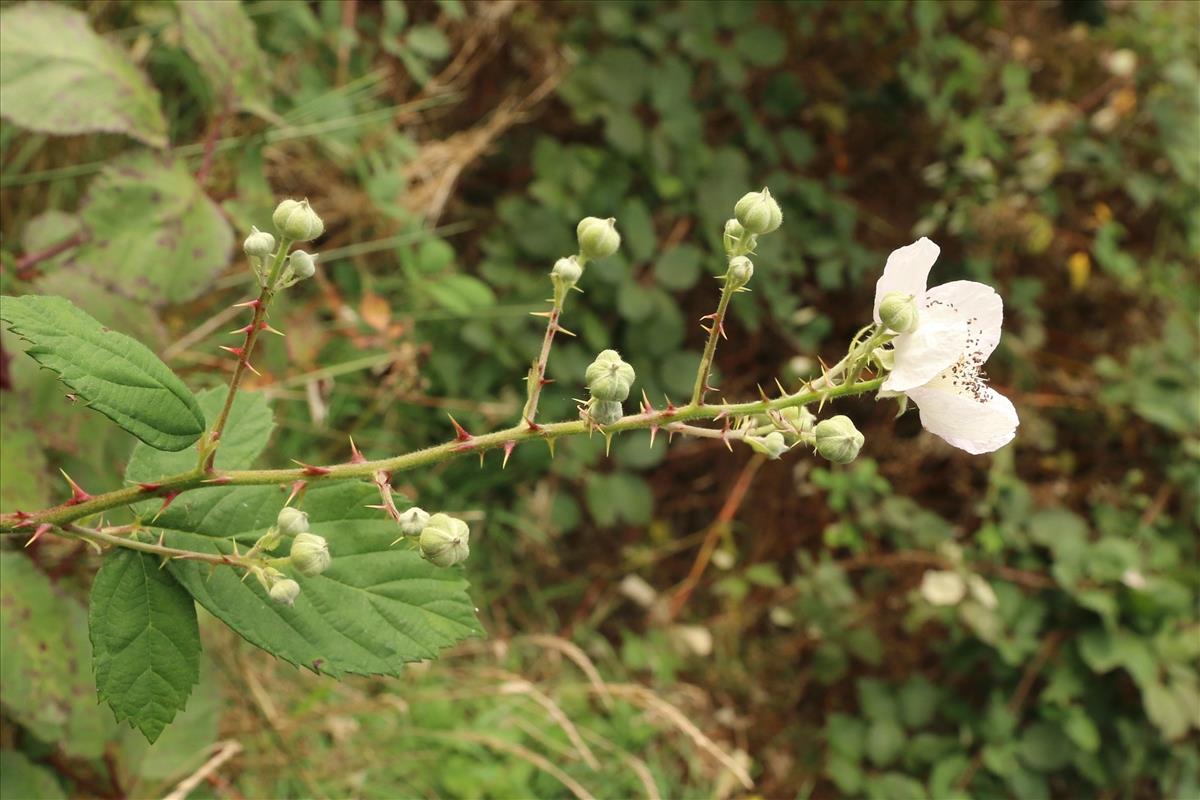 Rubus armeniacus (door Willem Braam)