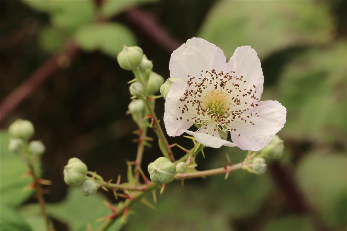Rubus armeniacus (door Willem Braam)