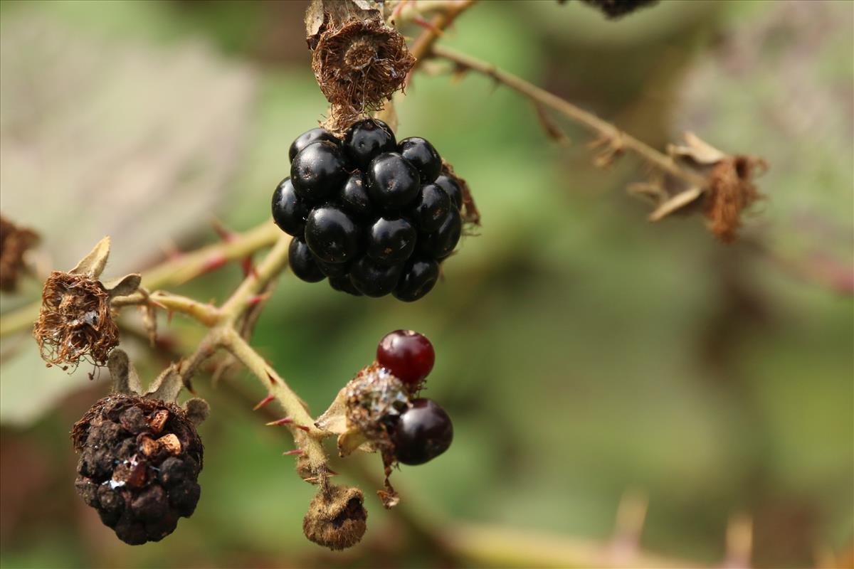 Rubus armeniacus (door Willem Braam)