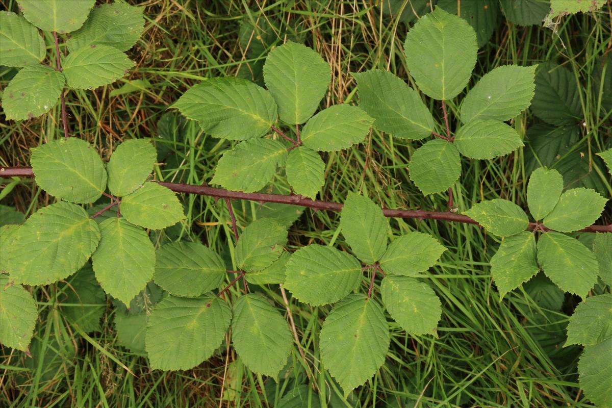 Rubus armeniacus (door Willem Braam)