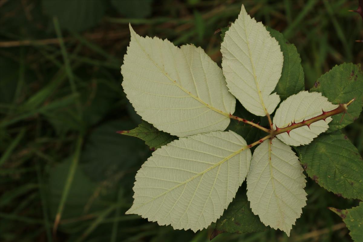 Rubus armeniacus (door Willem Braam)