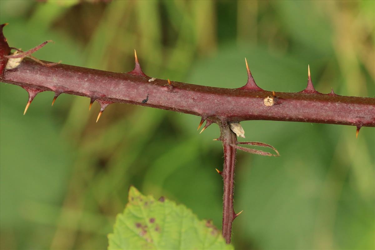 Rubus armeniacus (door Willem Braam)