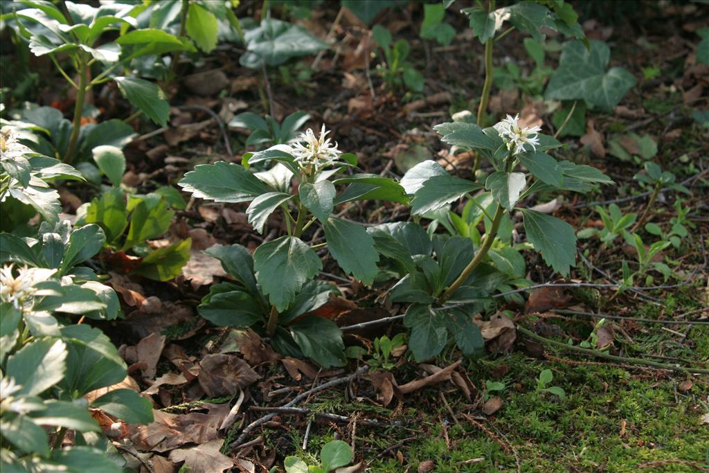 Pachysandra terminalis (door Willem Braam)