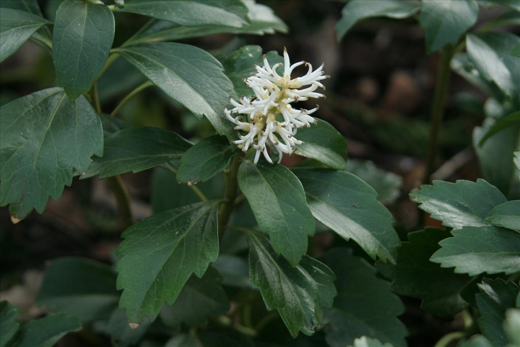 Pachysandra terminalis (door Willem Braam)