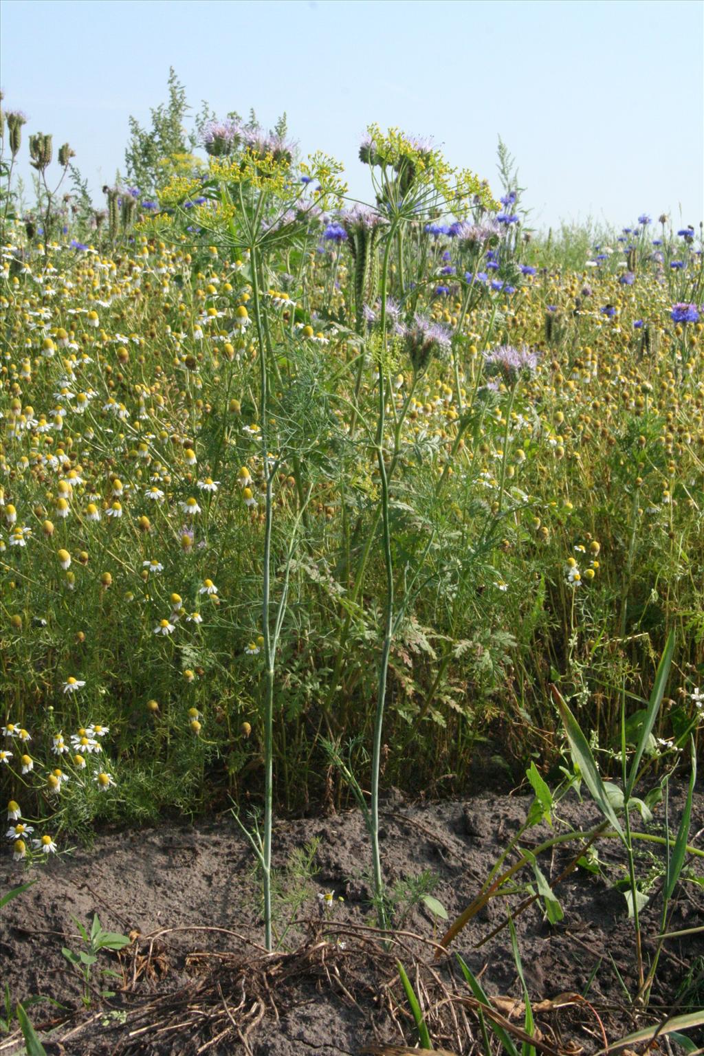 Anethum graveolens (door Willem Braam)