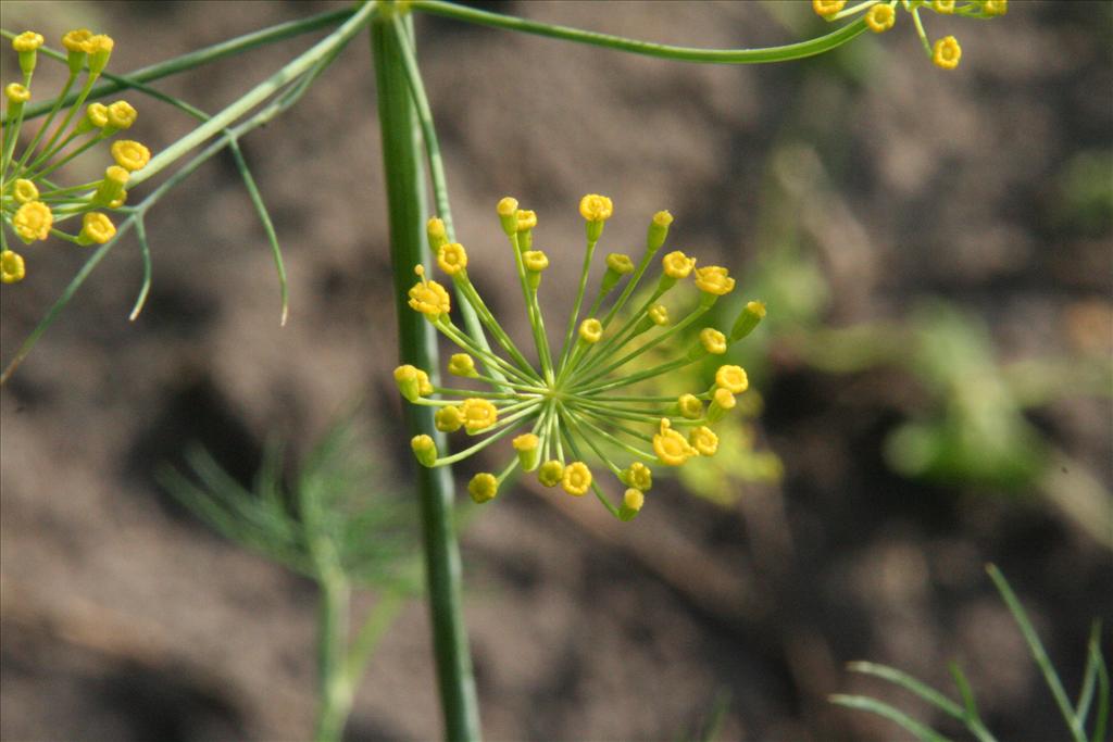 Anethum graveolens (door Willem Braam)