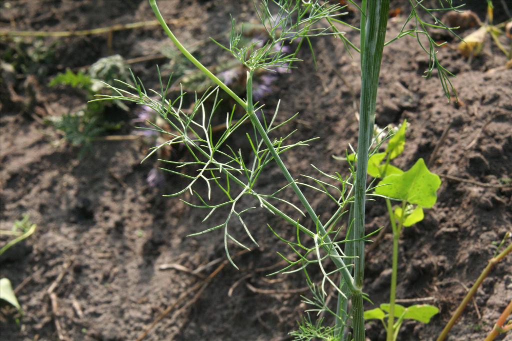 Anethum graveolens (door Willem Braam)