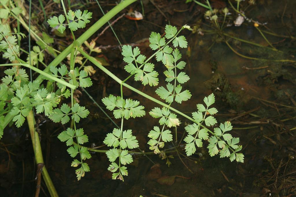 Oenanthe crocata (door Willem Braam)