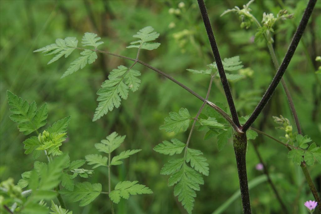 Chaerophyllum temulum (door Willem Braam)