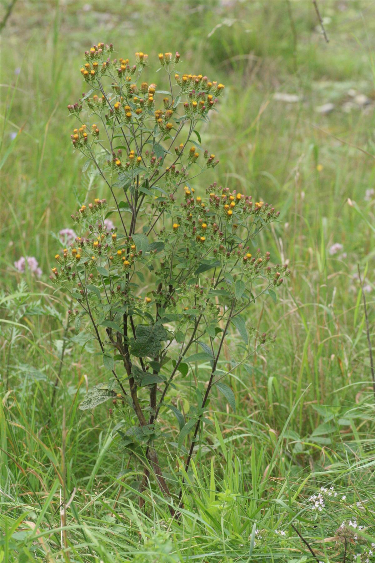 Inula conyzae (door Willem Braam)