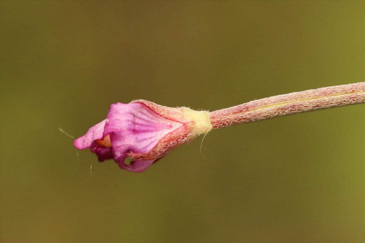 Epilobium obscurum (door Willem Braam)