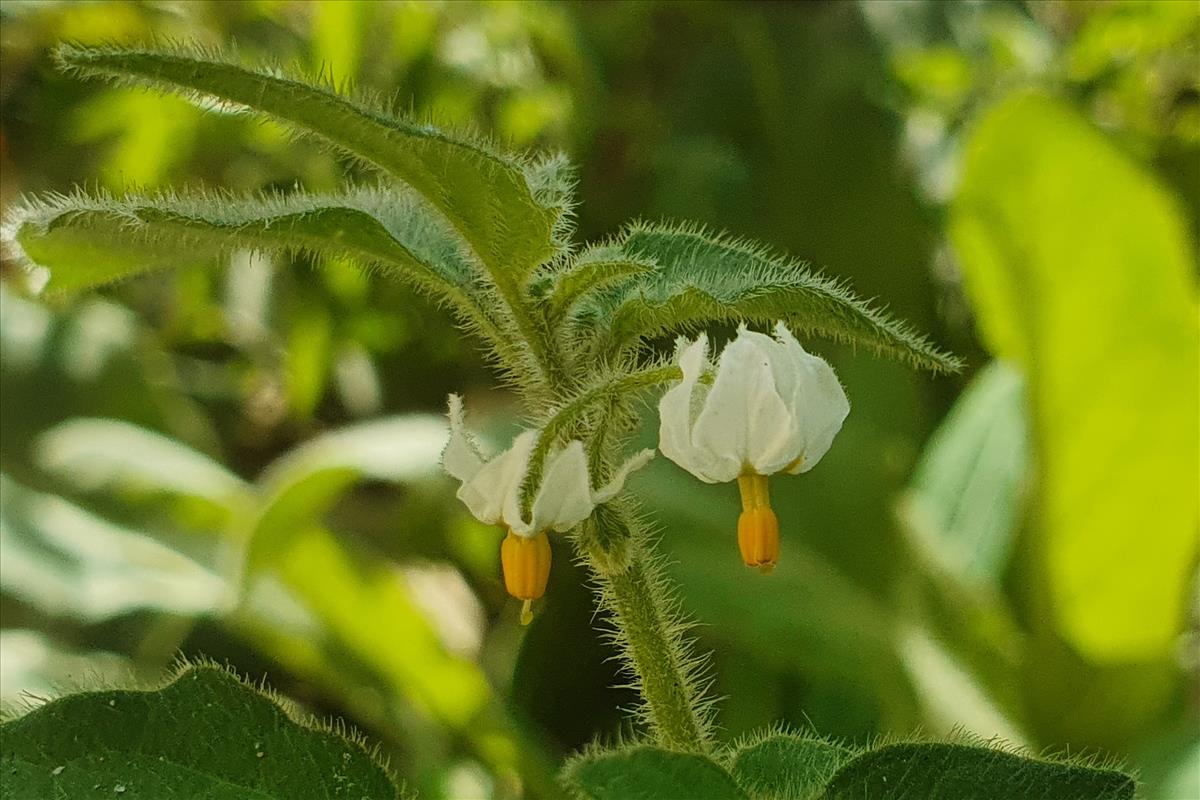 Solanum villosum (door Willem Braam)