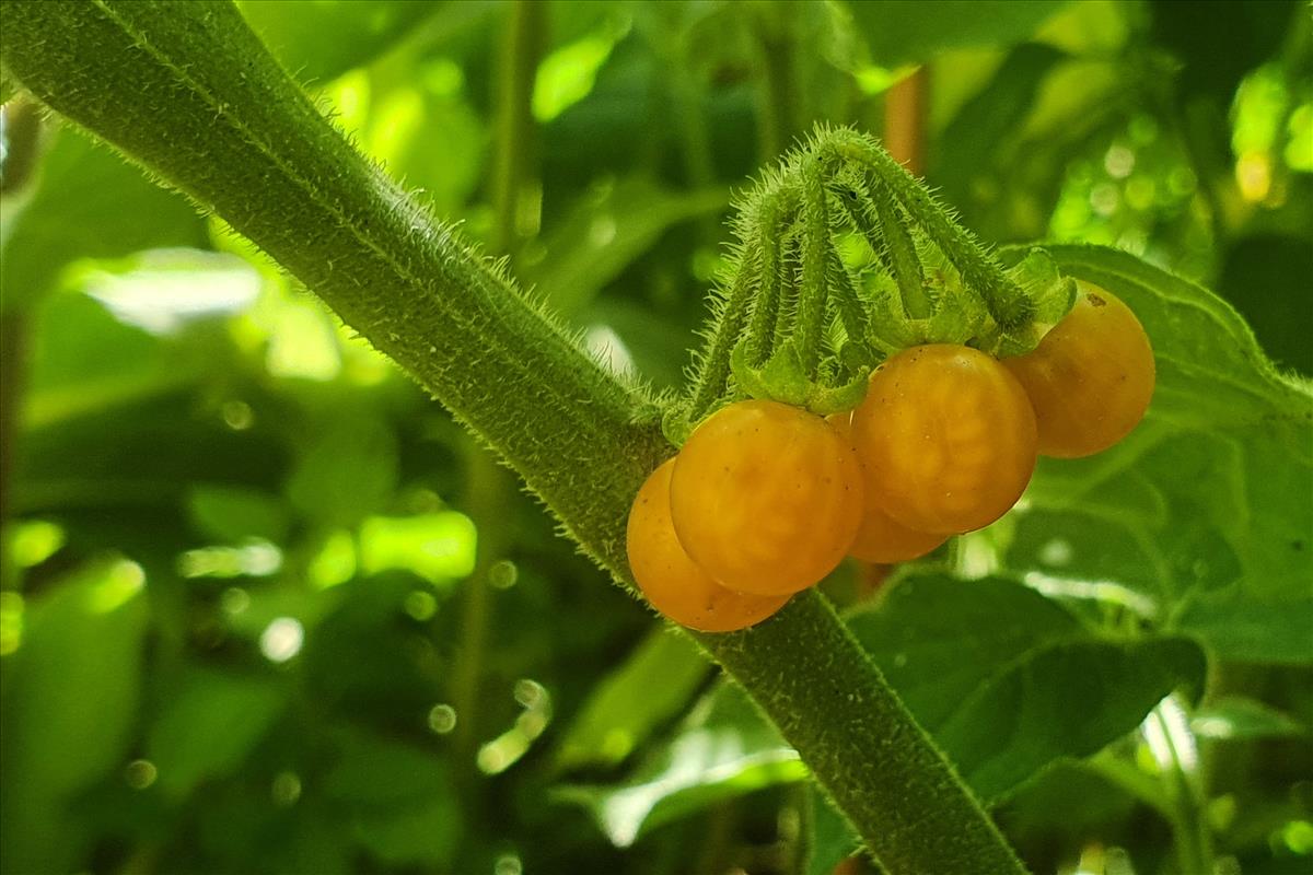 Solanum villosum (door Willem Braam)