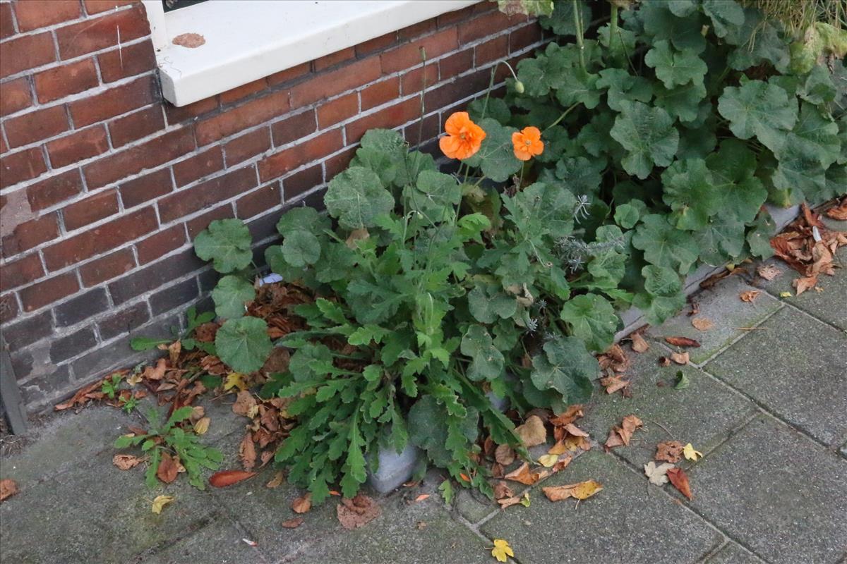 Papaver atlanticum (door Willem Braam)