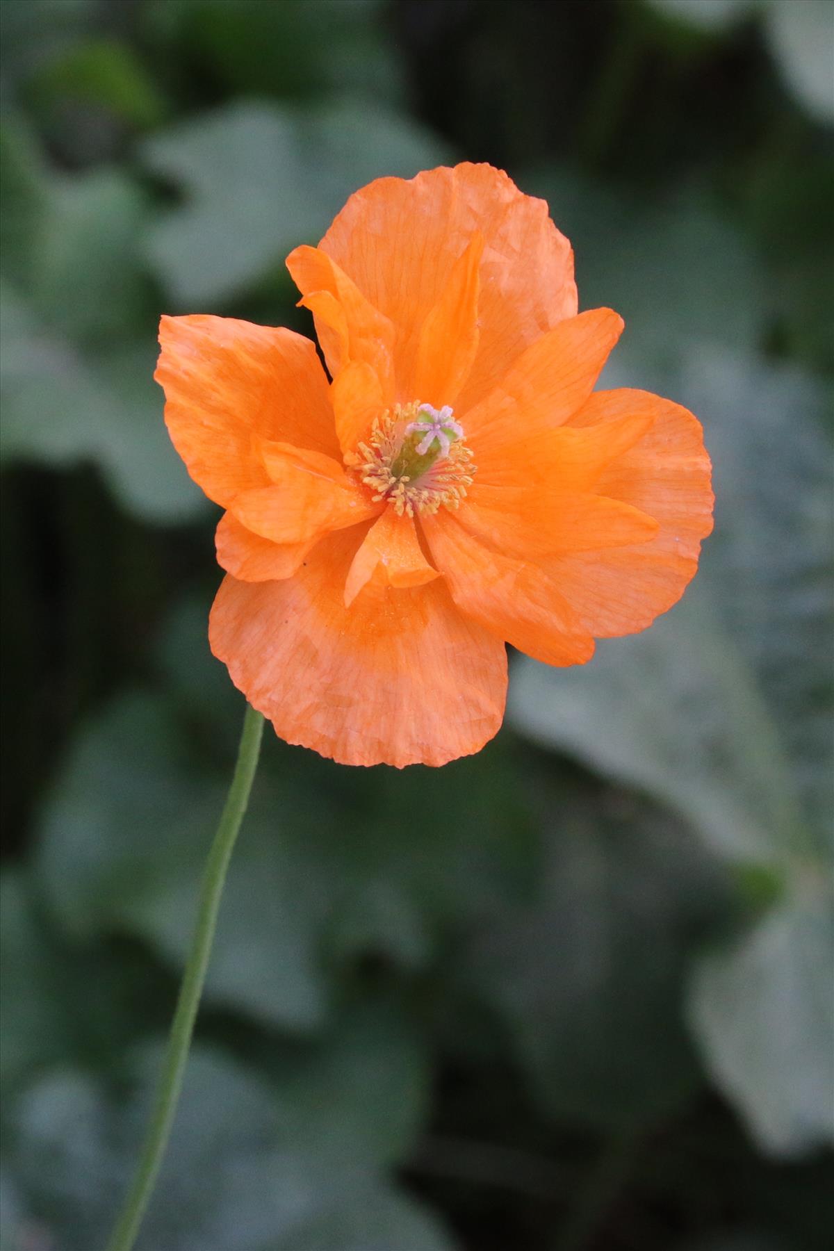 Papaver atlanticum (door Willem Braam)