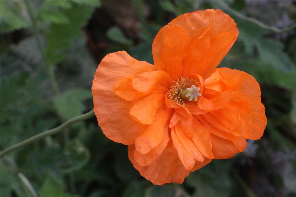 Papaver atlanticum (door Willem Braam)