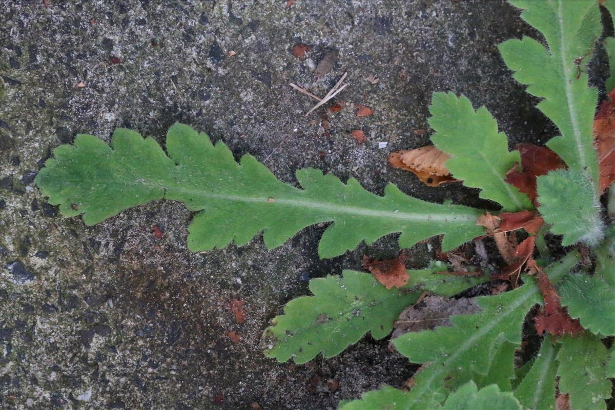 Papaver atlanticum (door Willem Braam)