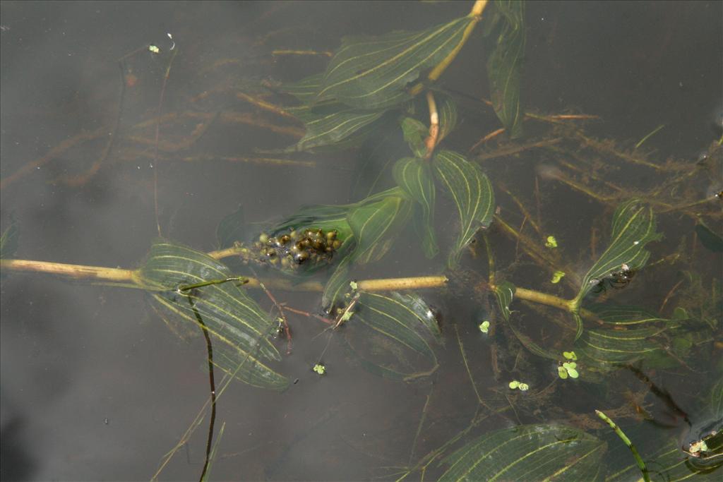 Potamogeton perfoliatus (door Willem Braam)