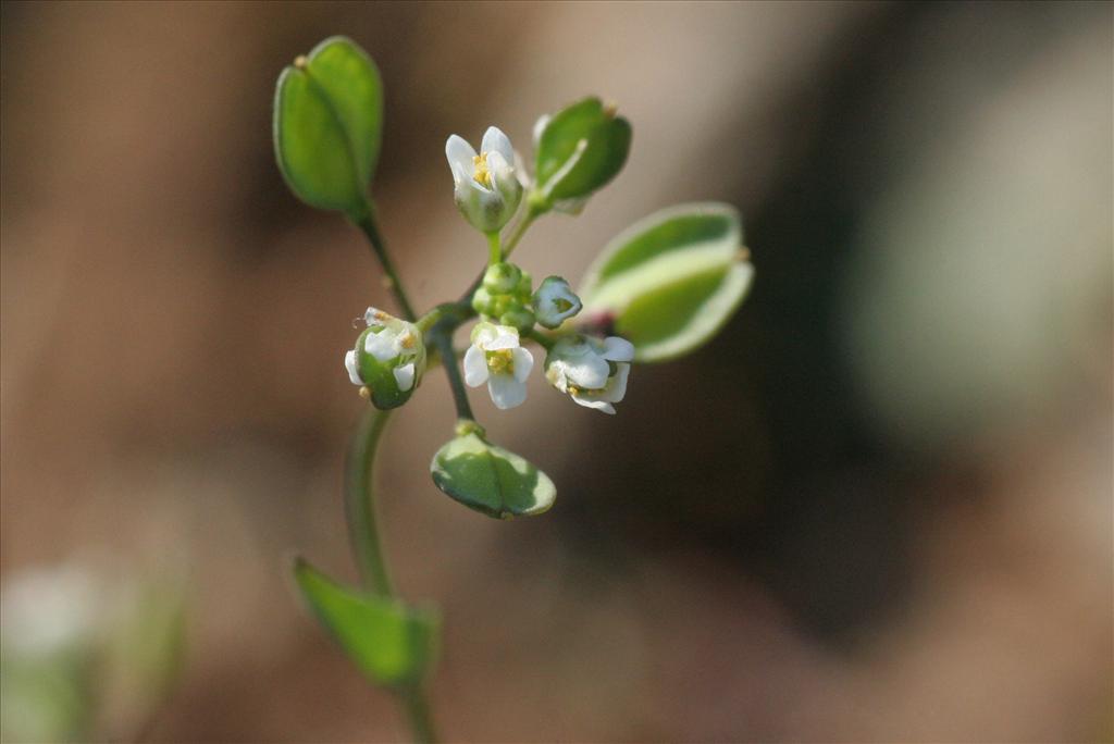 Noccaea perfoliata (door Willem Braam)