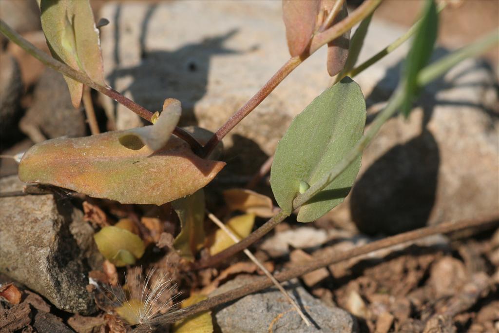 Noccaea perfoliata (door Willem Braam)