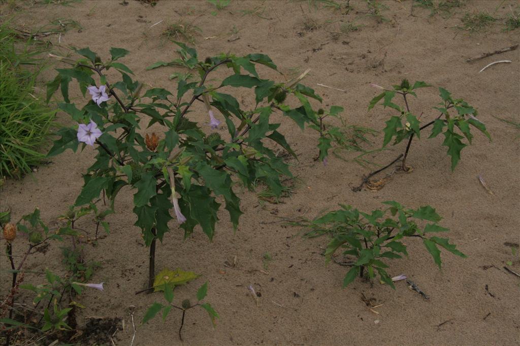 Datura stramonium (door Willem Braam)