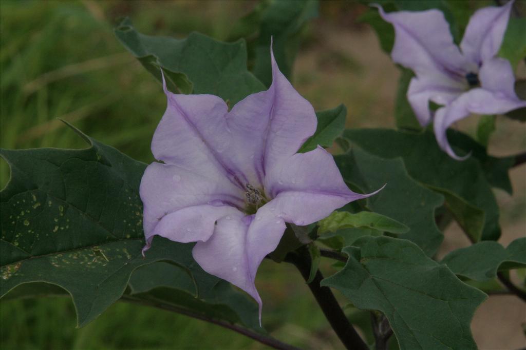 Datura stramonium (door Willem Braam)