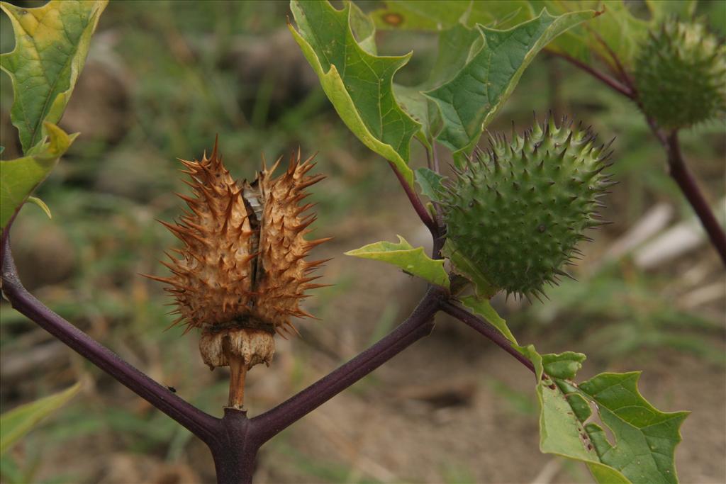 Datura stramonium (door Willem Braam)