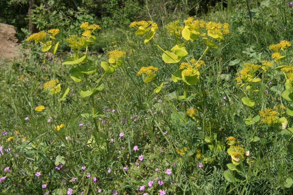 Smyrnium perfoliatum (door Willem Braam)