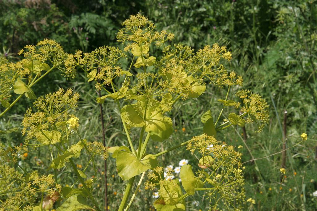 Smyrnium perfoliatum (door Willem Braam)