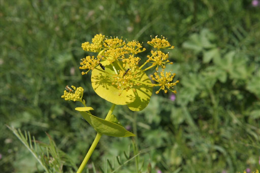 Smyrnium perfoliatum (door Willem Braam)