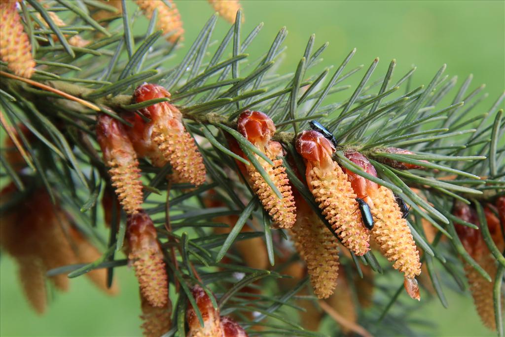 Pseudotsuga menziesii (door Willem Braam)