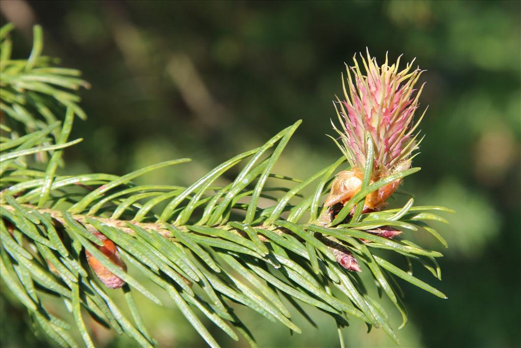 Pseudotsuga menziesii (door Willem Braam)