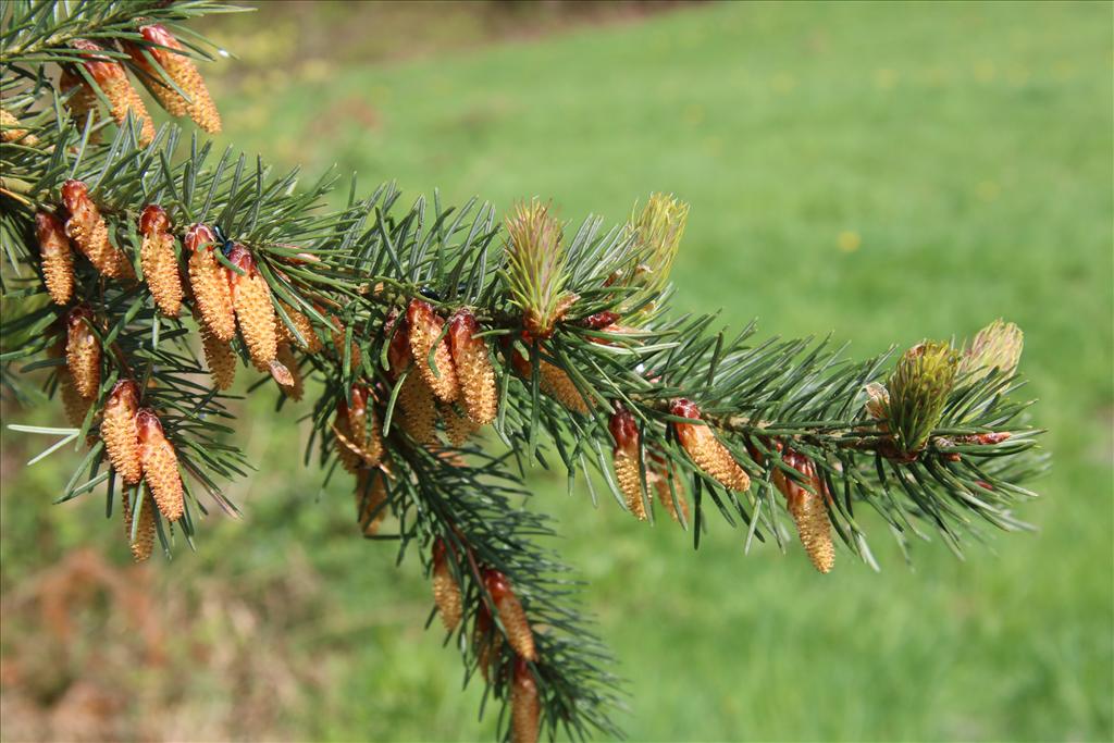 Pseudotsuga menziesii (door Willem Braam)